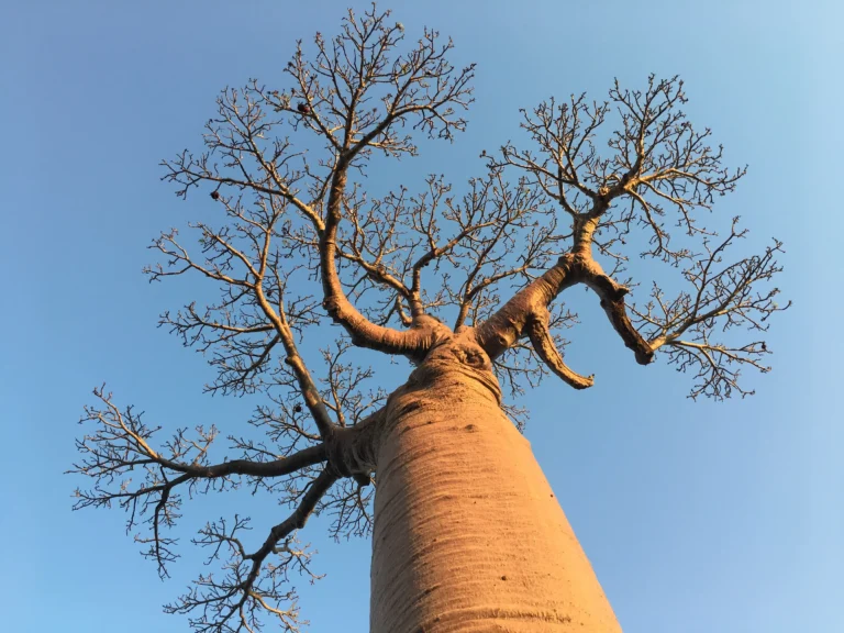 West of Madagascar, baobabs