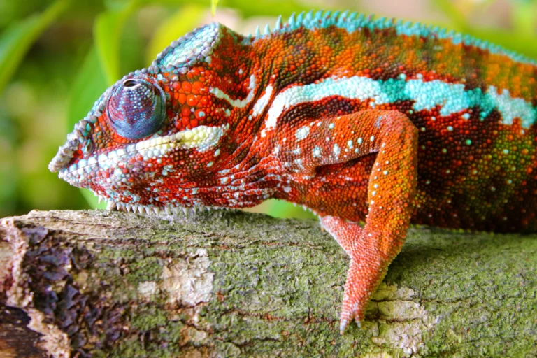 Eastern tour of Madagascar, wildlife, chameleon