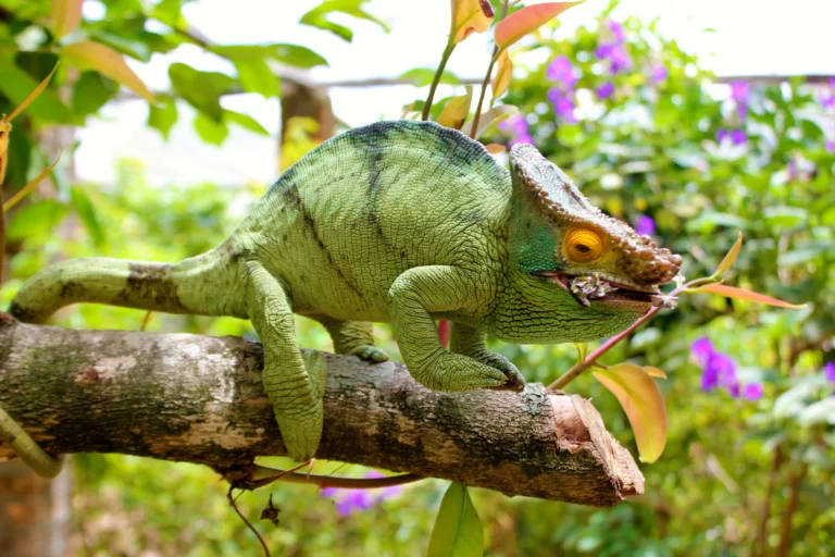 Chameleon of madagascar, madagascar's wildlife, wildlife tours