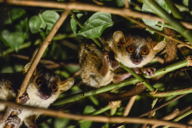 Lemurs of Madagascar, aye-aye, nocturnal visit