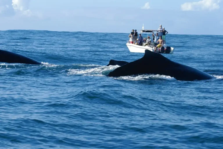 Sainte Marie, whale watching, beach, east of Madagascar