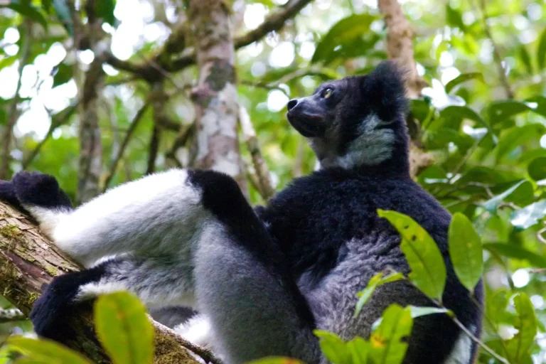 Lemurs of madagascar, madagascar's wildlife, wildlife tours