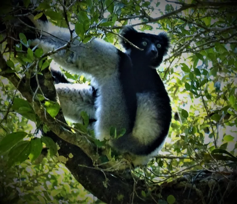 Eastern tour of Madagascar, wildlife, lemurs