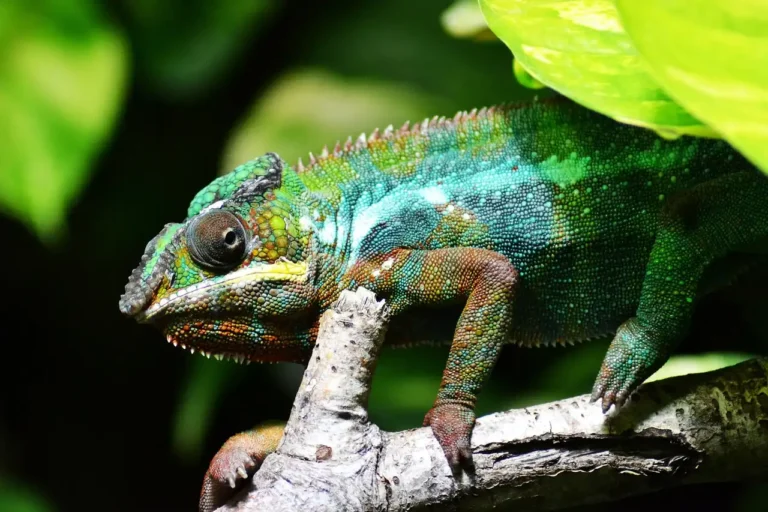 Madagascar's typical chameleon, wildlife