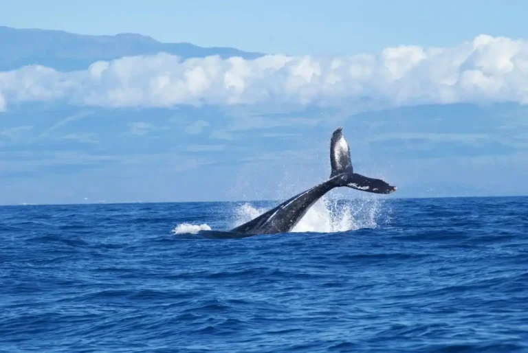 Sainte Marie, whale watching, beach, east of Madagascar