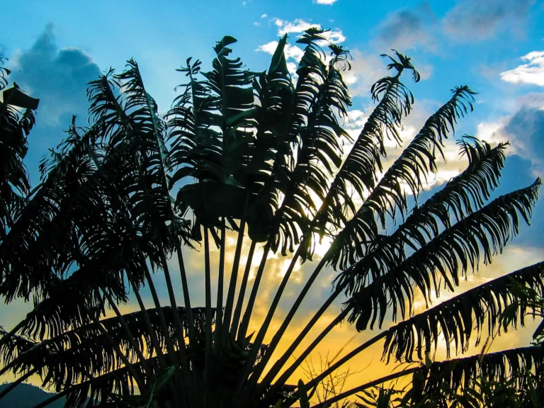 Visit of the palmarium, east of Madagascar, Ravinala, Traveler's tree