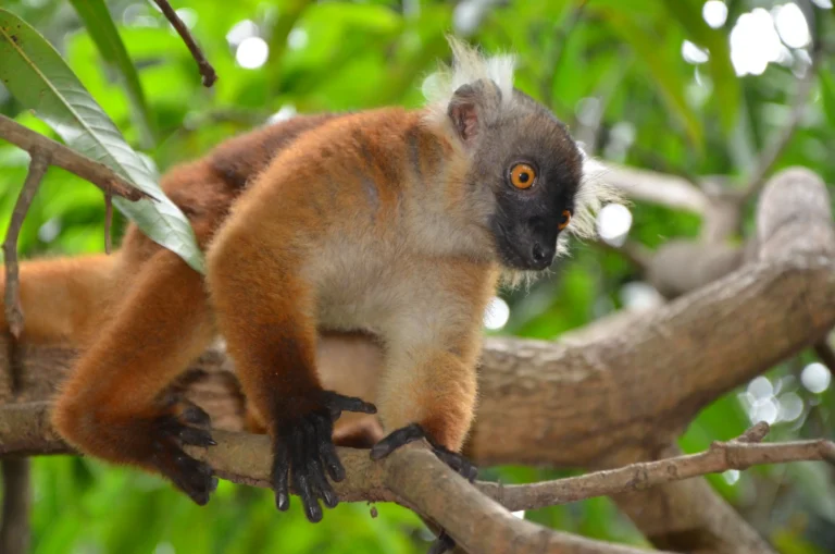 North of Madagascar, aventure tours, Tsingy of Ankarana, lemurs, wildlife