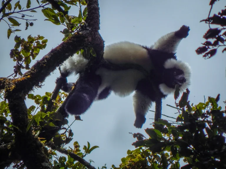 Lemurs, east of madagascar