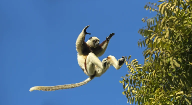 Lemurs of Madagascar