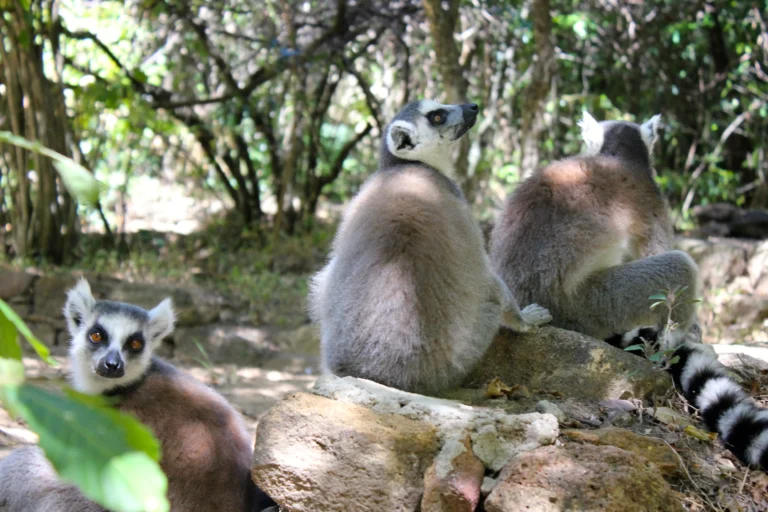 Southern tour in Madagascar, lemurs, wildlife