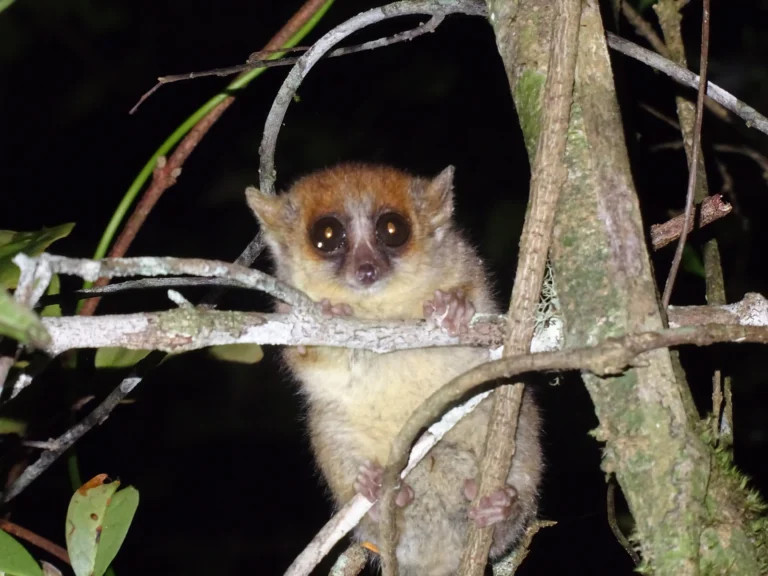 Fauna in the southeast of madagascar