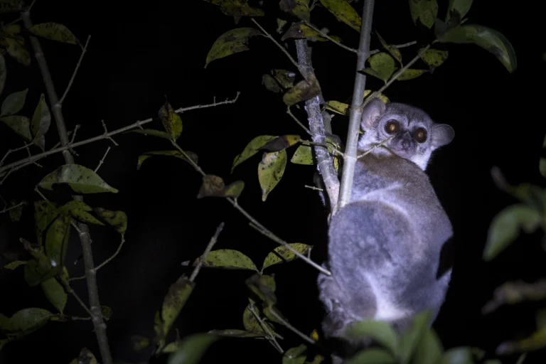 Lemurs of Madagascar, nocturnal visit