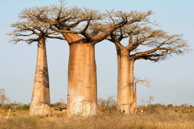 West of Madagascar, baobabs