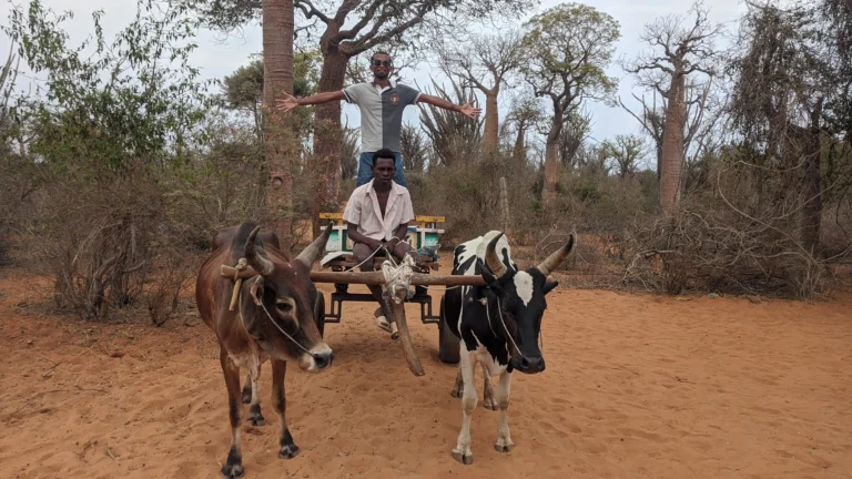 Southern tour in Madagascar, baobabs